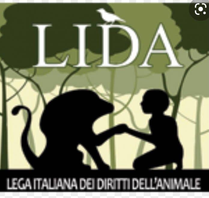 L.I.D.A