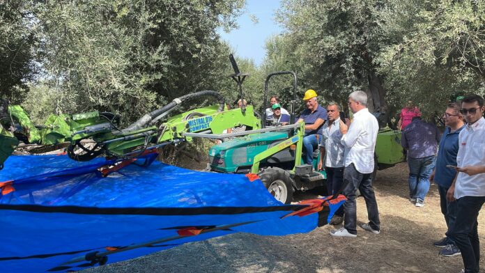 Massa Lubrense raccolta olive